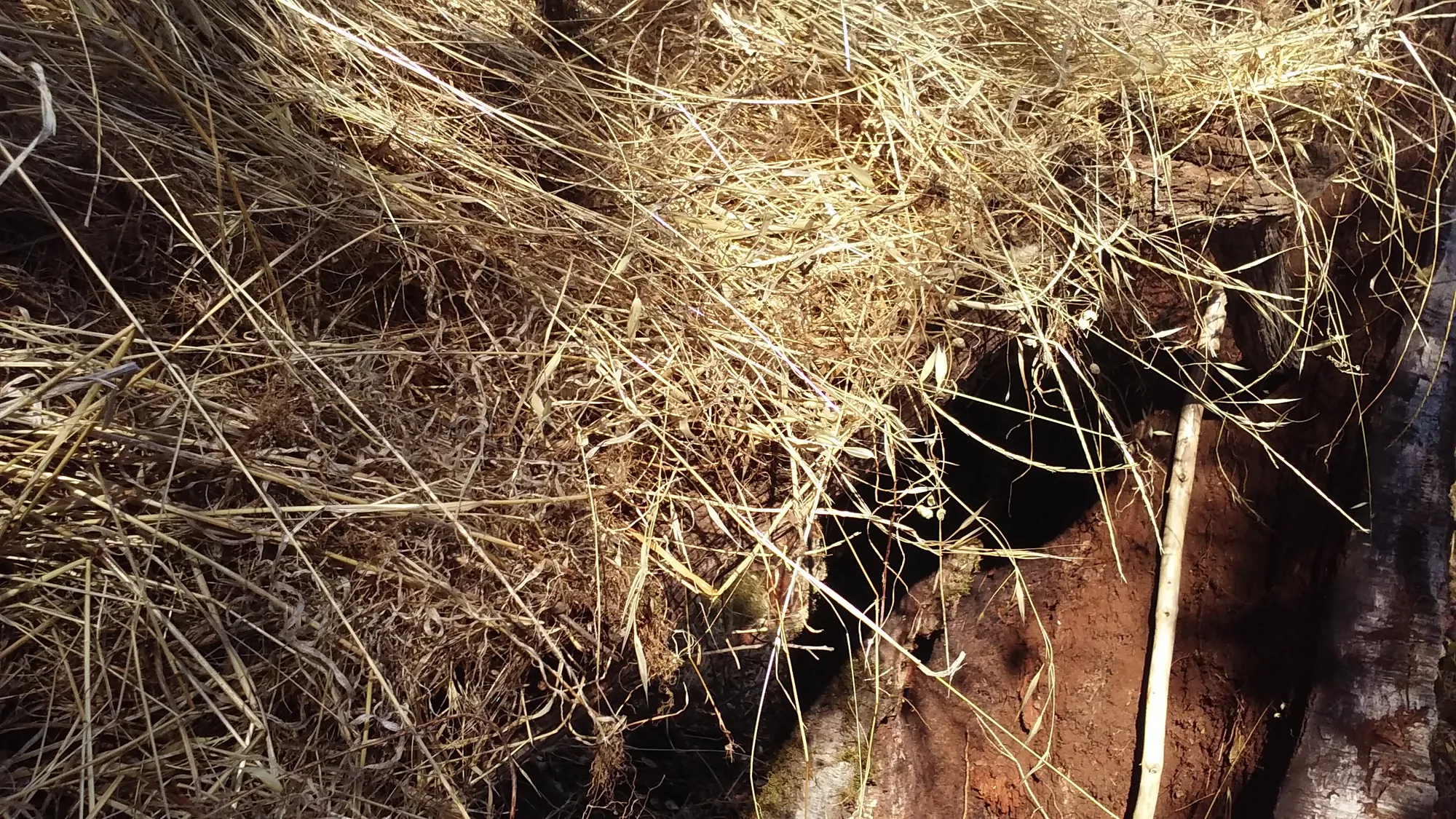 Dry golden grass draped over a dark hollow in a rotting reddish-brown log, with a thin pale stick leaning against the wood