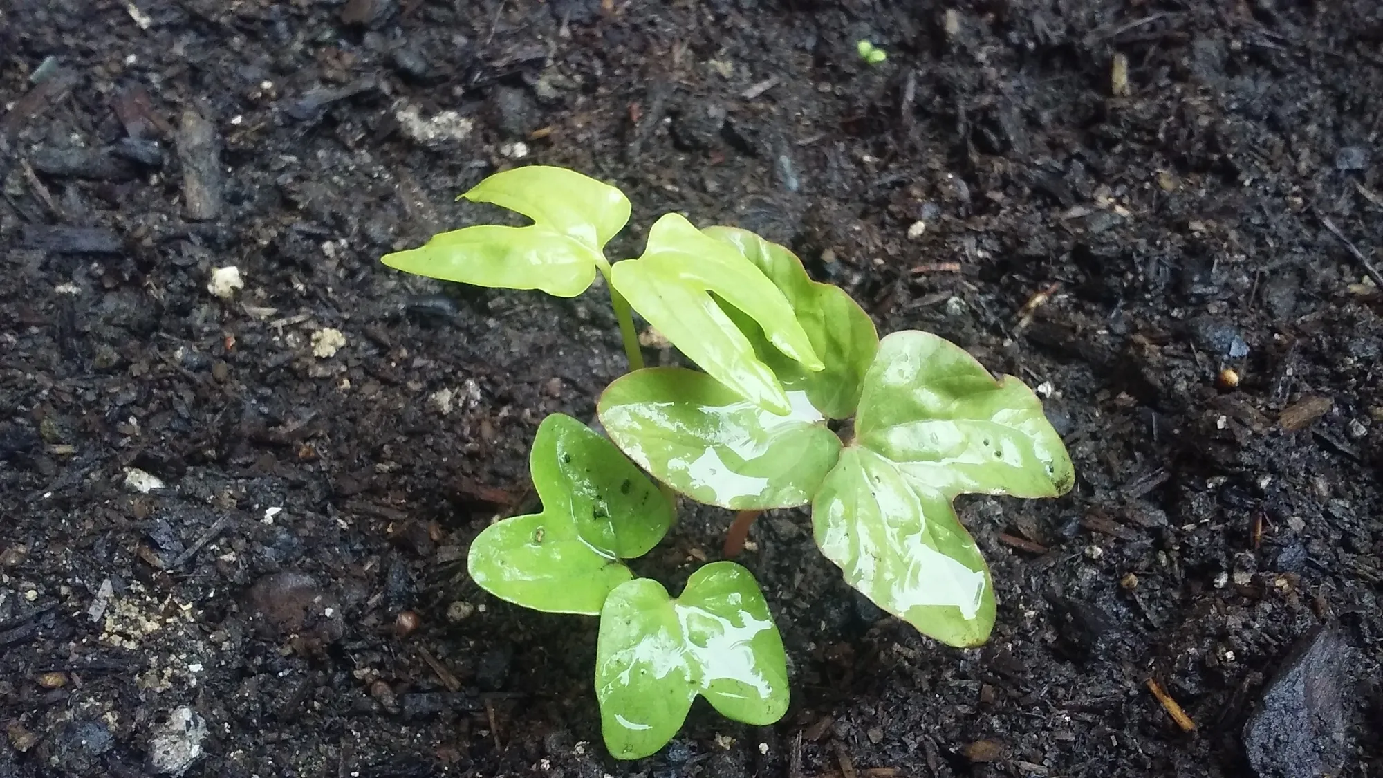 Young seedling with glossy, wet, lobed light green leaves sprouting from dark moist soil mixed with bark and perlite.