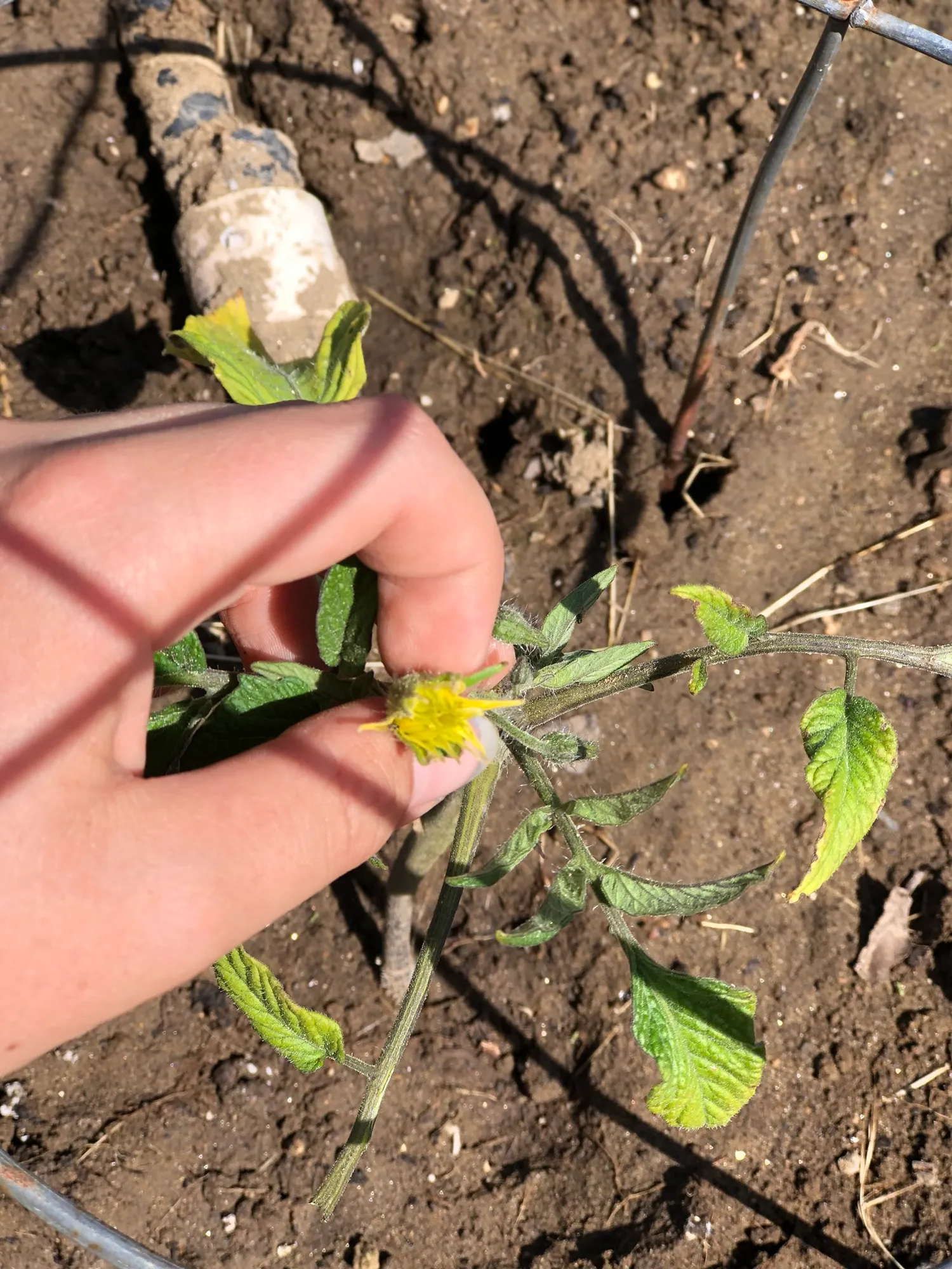 Fingers pinching a yellow flower on a young tomato plant growing in dry soil inside a wire cage, near a buried pipe.