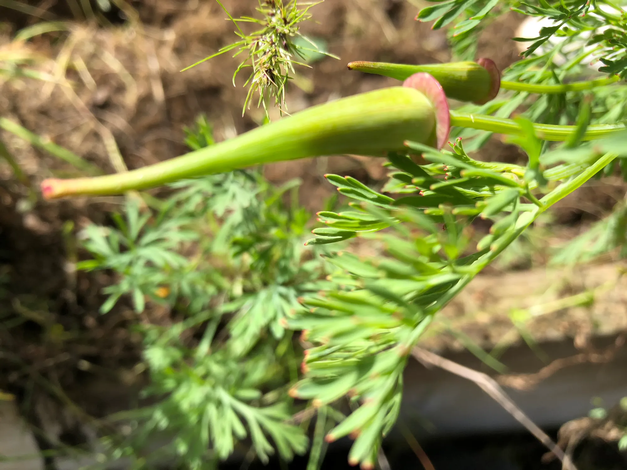 Two pointed green California poppy buds with pink-edged rims among feathery blue-green leaves with reddish tips, soil behind