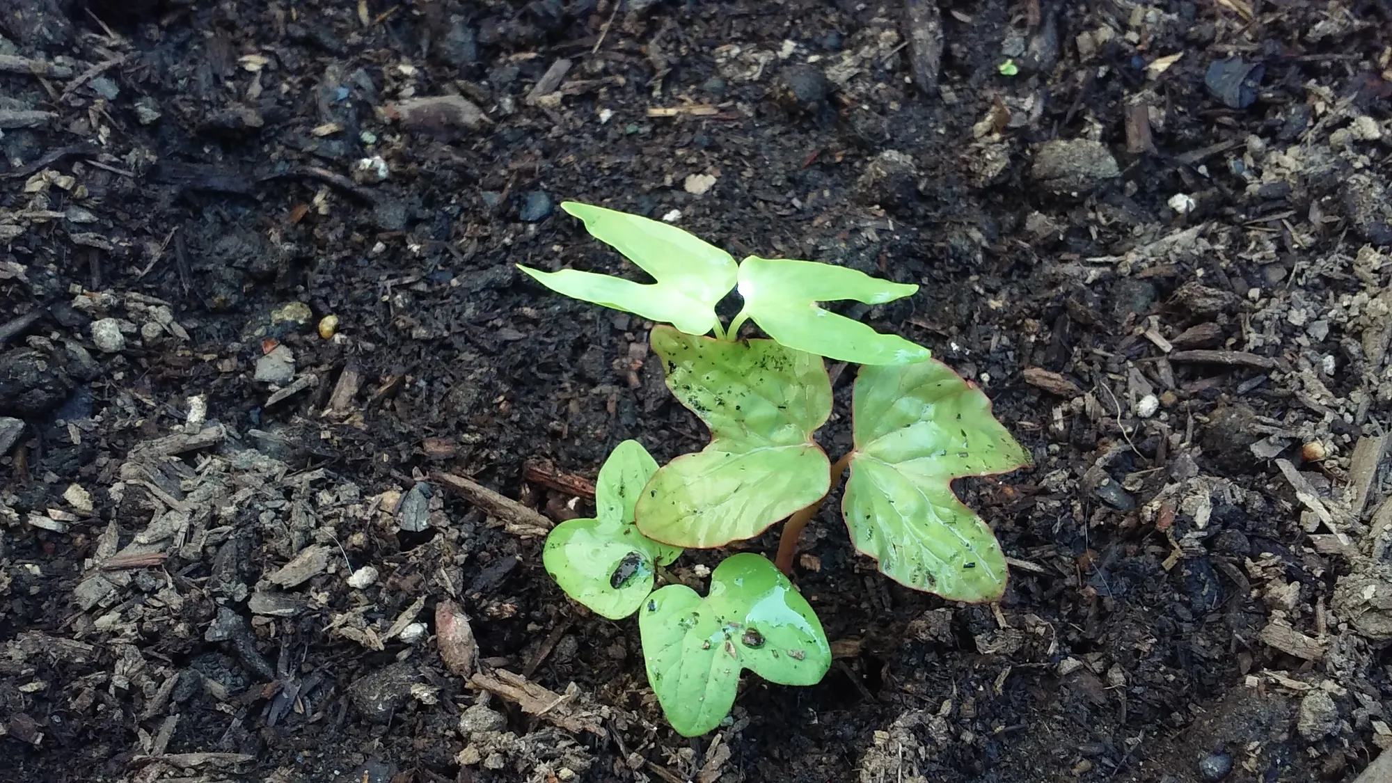 Young seedling with bright green lobed leaves and a reddish stem sprouting from dark, wet soil mixed with wood chips