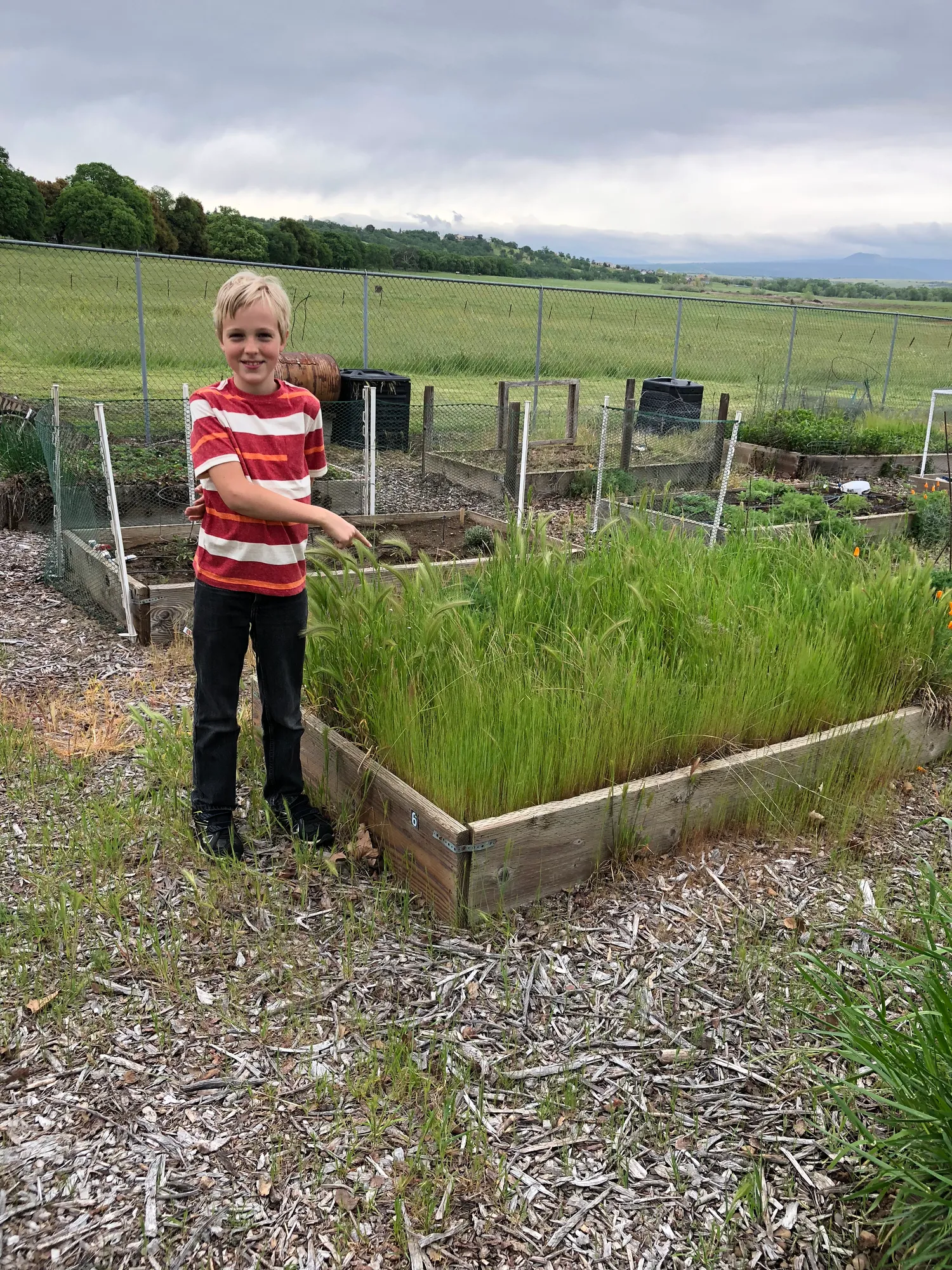 Blond boy in a striped red shirt points at a raised wooden garden bed overgrown with tall grass, other beds and fields behind